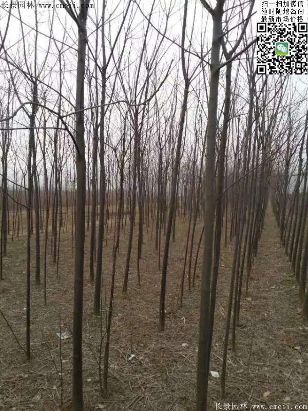 苦楝苗，苦楝樹