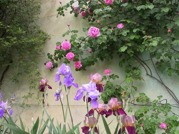 藤本月季花語是什么?