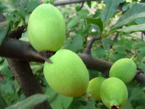 木瓜樹綠化、經(jīng)濟(jì)價(jià)值