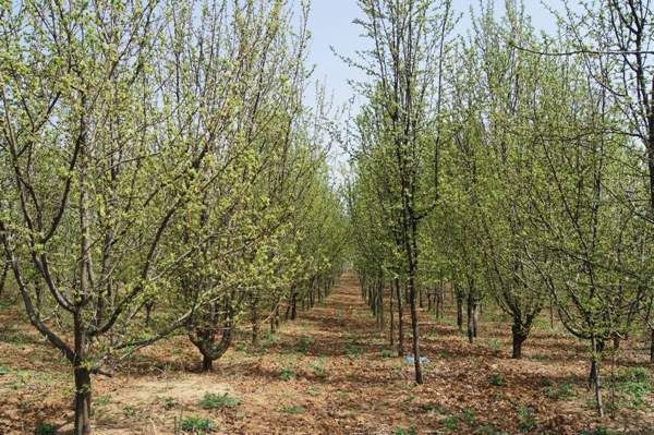 精品木瓜樹 精品木瓜樹