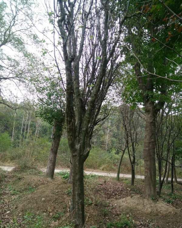 沭陽的木瓜樹 沭陽的木瓜樹