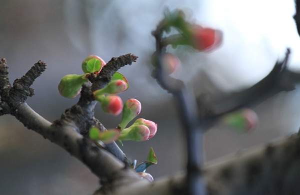 3公分木瓜樹 3公分木瓜樹