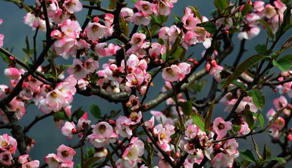 3公分木瓜樹 3公分木瓜樹