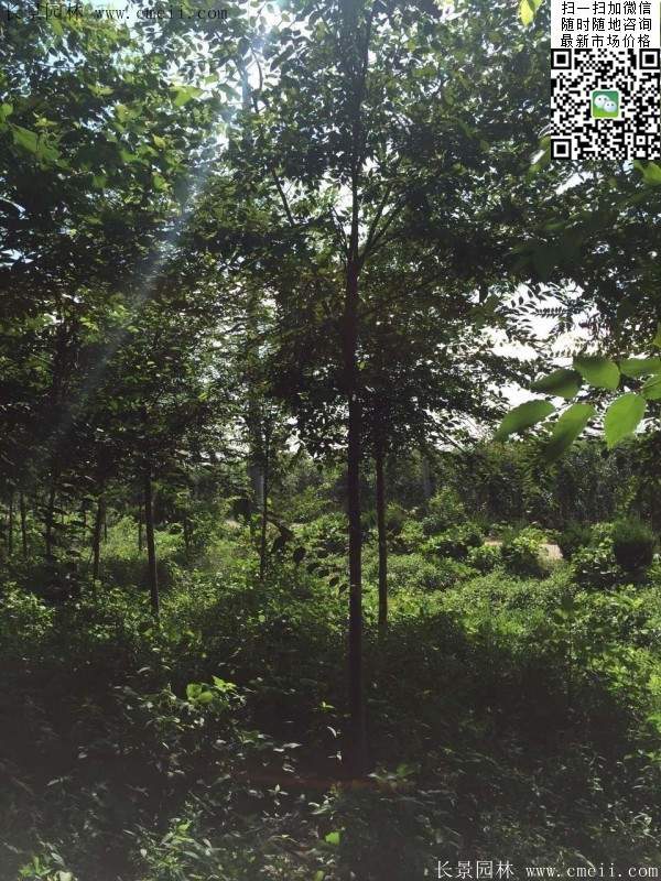 櫸樹哪里便宜？麻煩推薦一家大型，有誠信的單位！