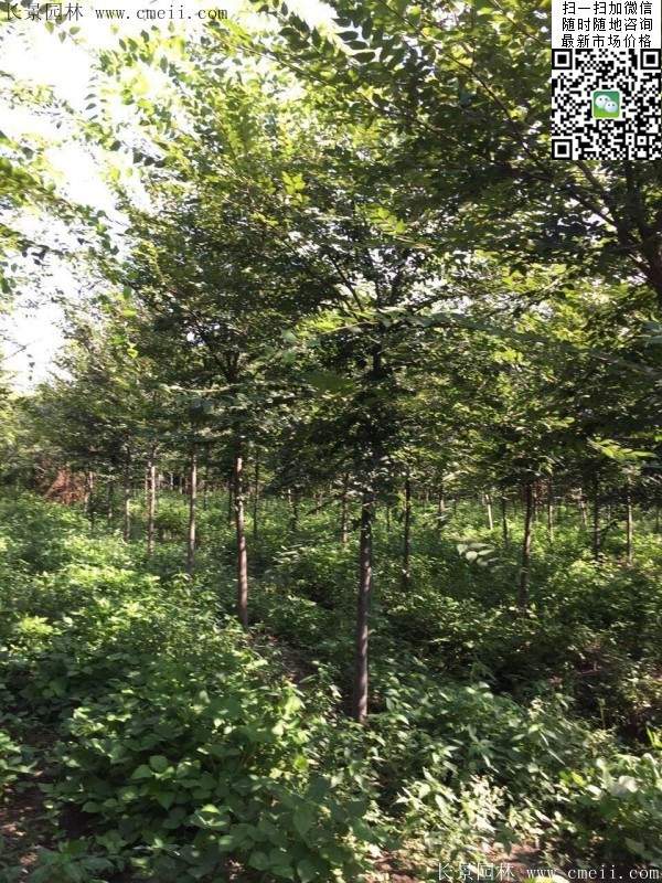 櫸樹哪里便宜？麻煩推薦一家大型，有誠信的單位！