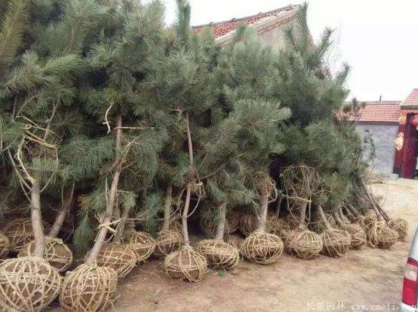 沭陽(yáng)黑松 沭陽(yáng)黑松