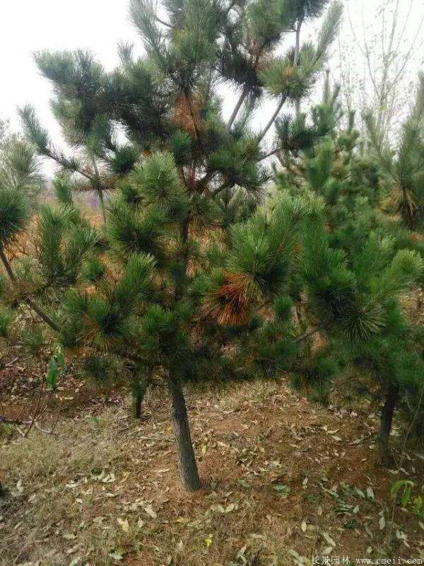 沭陽(yáng)黑松 沭陽(yáng)黑松