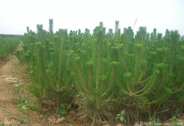 沭陽黑松苗 沭陽黑松苗