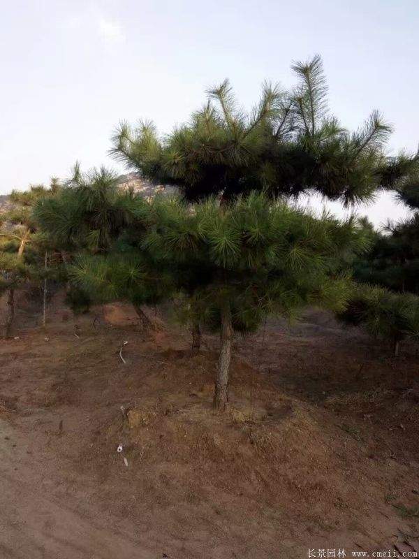 沭陽黑松苗 沭陽黑松苗