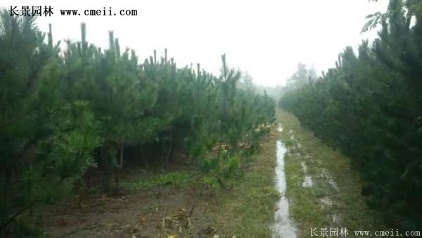 沭陽(yáng)黑松苗、黑松樹 沭陽(yáng)黑松苗、黑松樹