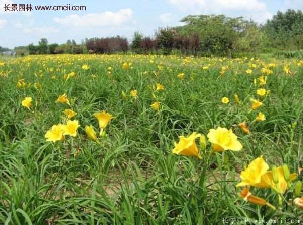 金娃娃萱草多少錢一棵？