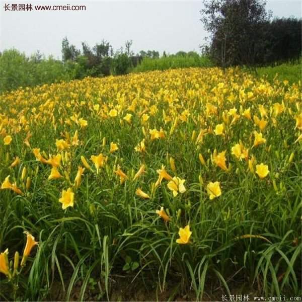 金娃娃萱草多少錢一棵？