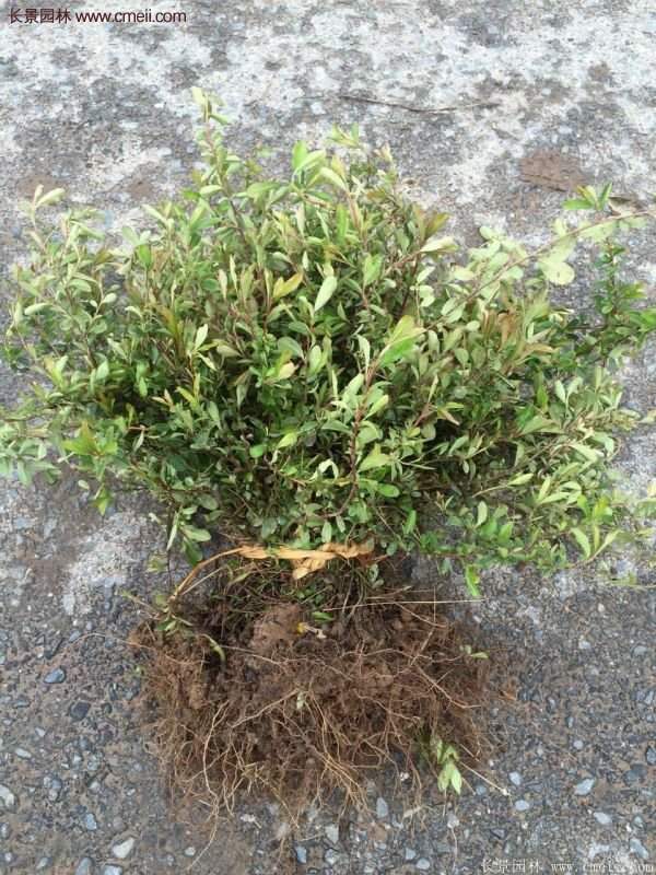 沭陽(yáng)火棘苗、火棘球 沭陽(yáng)火棘苗、火棘球