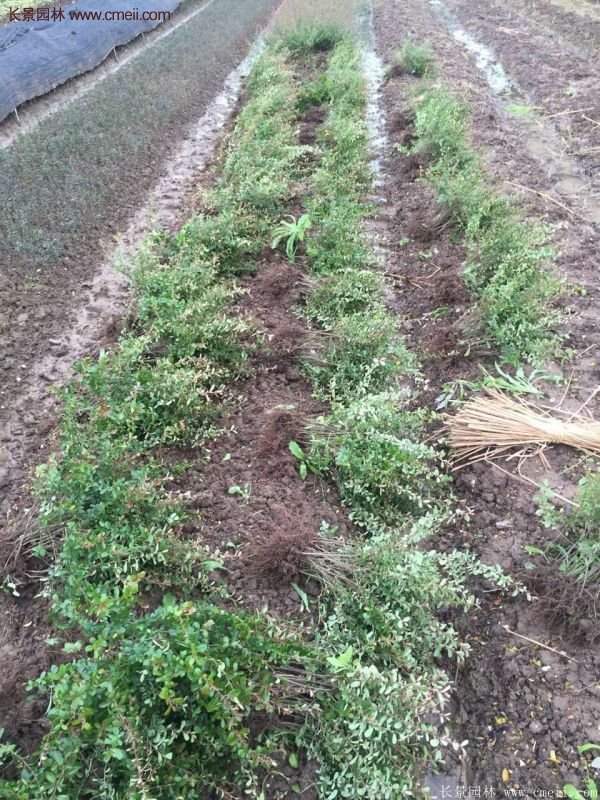 沭陽(yáng)火棘苗、火棘球 沭陽(yáng)火棘苗、火棘球