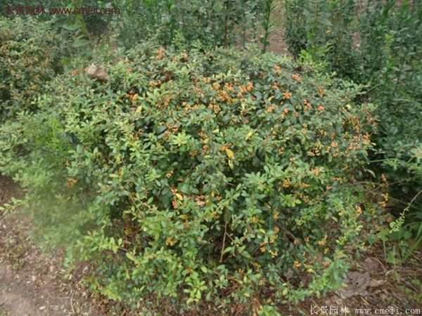 沭陽(yáng)火棘苗、火棘球 沭陽(yáng)火棘苗、火棘球