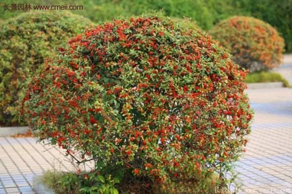 沭陽(yáng)火棘苗、火棘球 沭陽(yáng)火棘苗、火棘球