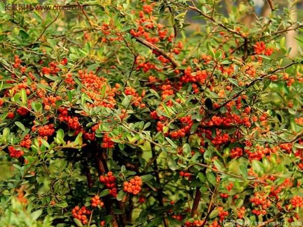 沭陽(yáng)火棘苗 沭陽(yáng)火棘苗