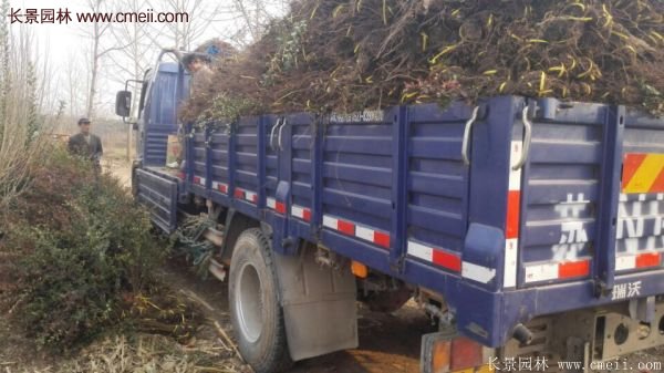 沭陽(yáng)火棘苗 沭陽(yáng)火棘苗