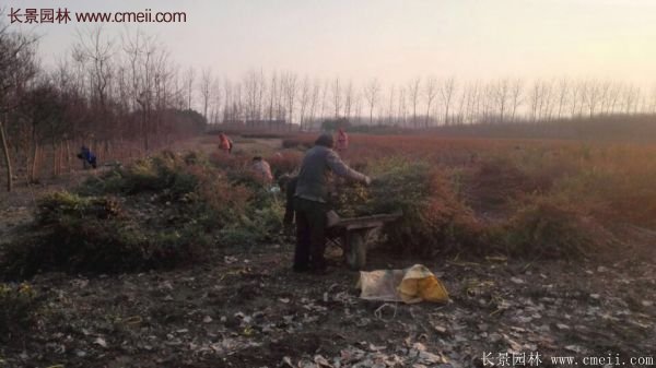 沭陽(yáng)火棘苗 沭陽(yáng)火棘苗