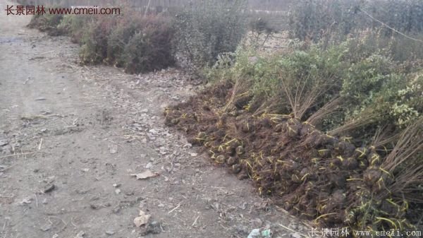 沭陽(yáng)火棘基地