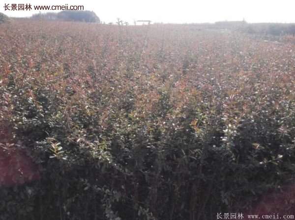 沭陽(yáng)火棘基地