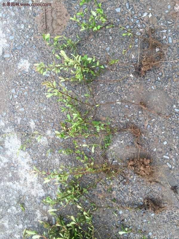 沭陽低價(jià)火棘苗