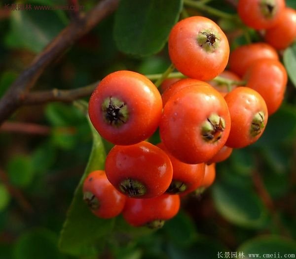 沭陽火棘苗、火棘球