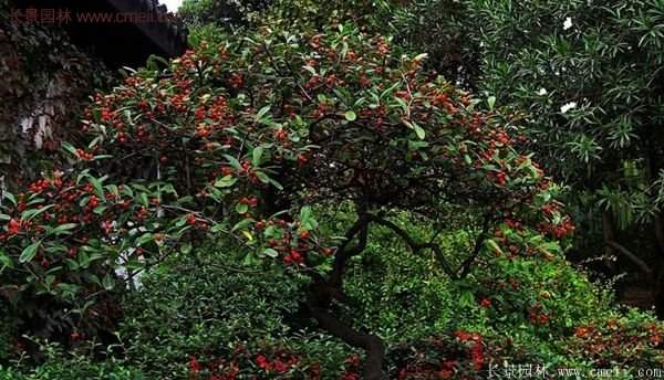 沭陽火棘苗、火棘球