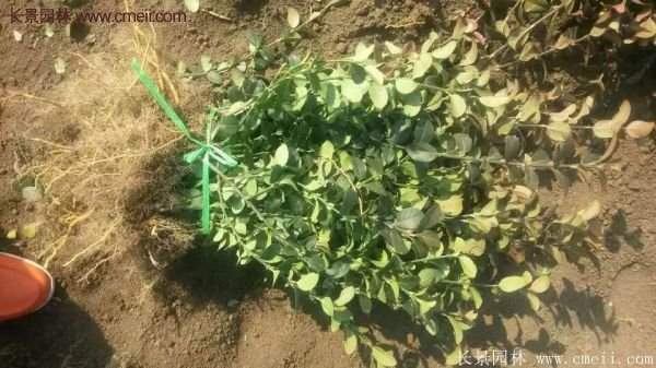 沭陽(yáng)衛(wèi)矛球 沭陽(yáng)衛(wèi)矛球