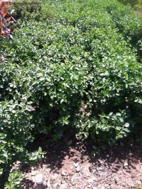 沭陽衛(wèi)矛球現(xiàn)場(chǎng)圖片 沭陽衛(wèi)矛球現(xiàn)場(chǎng)圖片