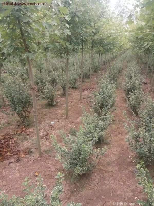 沭陽金邊黃楊基地 沭陽金邊黃楊基地