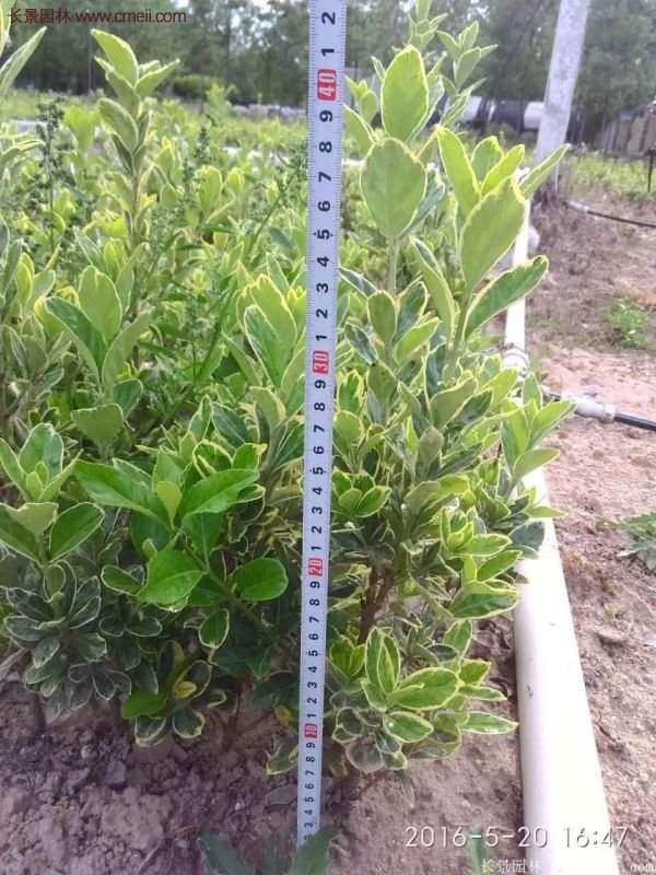 沭陽(yáng)金邊黃楊規(guī)格 沭陽(yáng)金邊黃楊規(guī)格