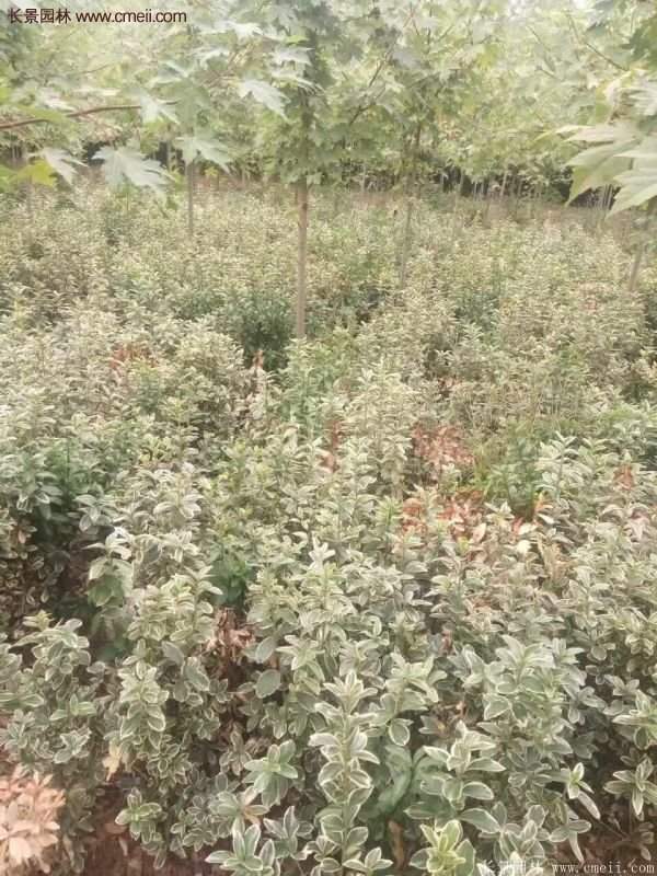 沭陽(yáng)金邊黃楊的價(jià)格 沭陽(yáng)金邊黃楊的價(jià)格