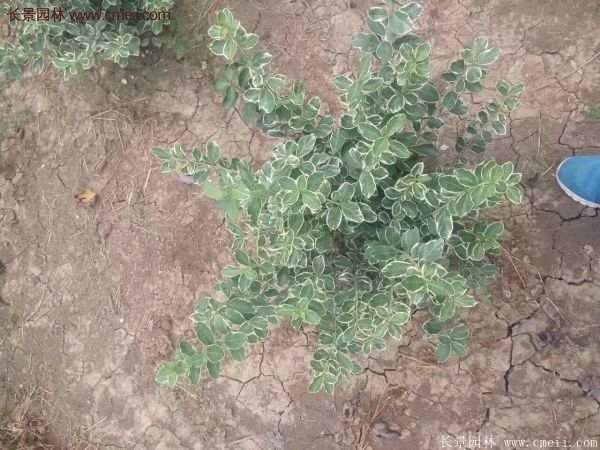 沭陽(yáng)金邊黃楊的價(jià)格 沭陽(yáng)金邊黃楊的價(jià)格