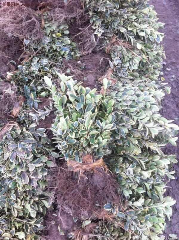 金邊黃楊移栽 金邊黃楊移栽