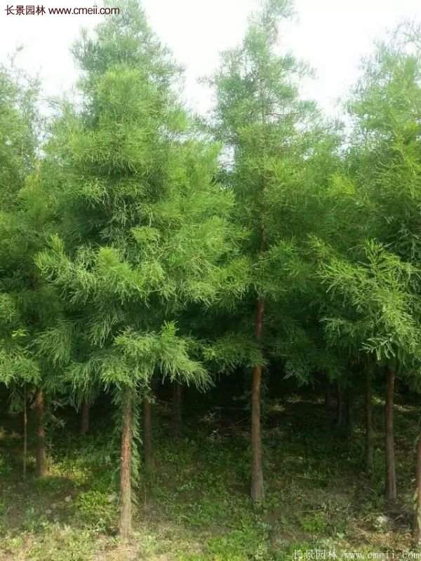 水杉樹(shù)樹(shù)苗