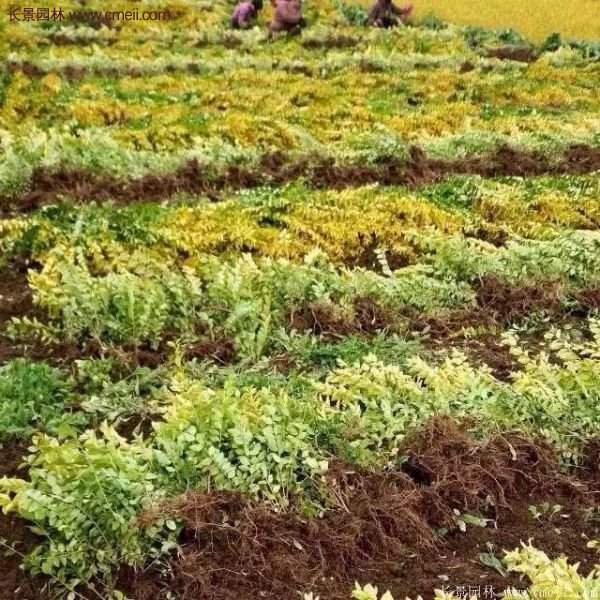 沭陽(yáng)金葉女貞基地 沭陽(yáng)金葉女貞基地