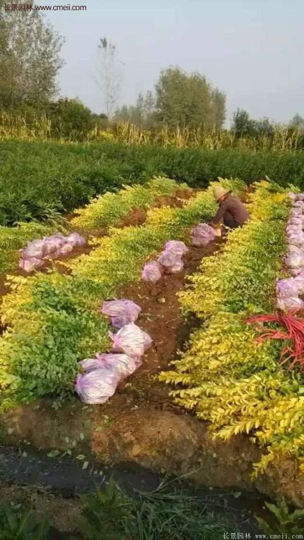 沭陽(yáng)金葉女貞基地 沭陽(yáng)金葉女貞基地