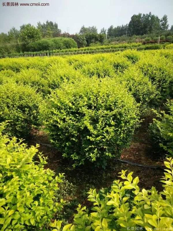 金葉女貞苗、金葉女貞球