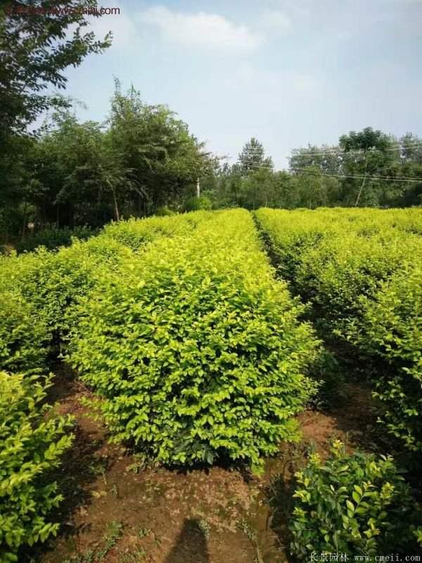 金葉女貞苗、金葉女貞球