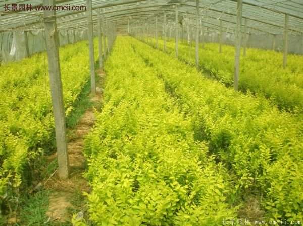 沭陽金葉女貞價(jià)格 沭陽金葉女貞價(jià)格