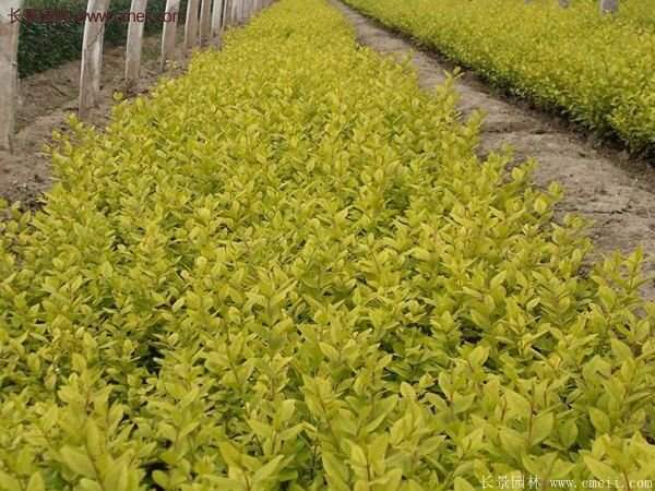 沭陽金葉女貞價(jià)格 沭陽金葉女貞價(jià)格