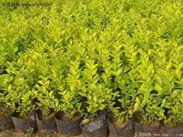 沭陽金葉女貞價(jià)格 沭陽金葉女貞價(jià)格