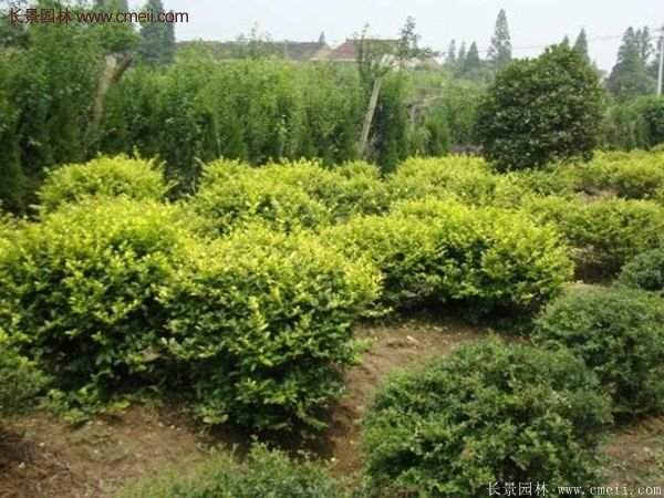 沭陽金葉女貞價(jià)格 沭陽金葉女貞價(jià)格