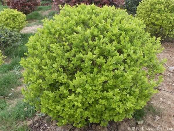 沭陽金葉女貞價(jià)格 沭陽金葉女貞價(jià)格