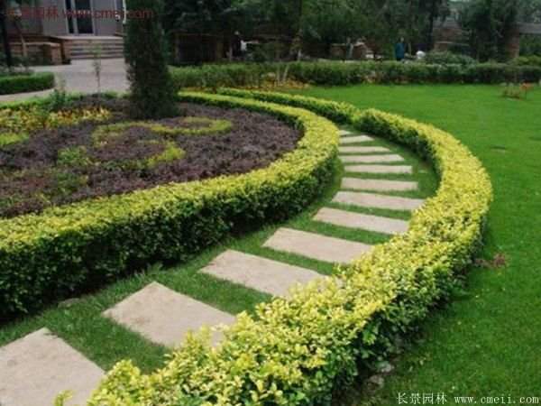 沭陽金葉女貞價(jià)格 沭陽金葉女貞價(jià)格