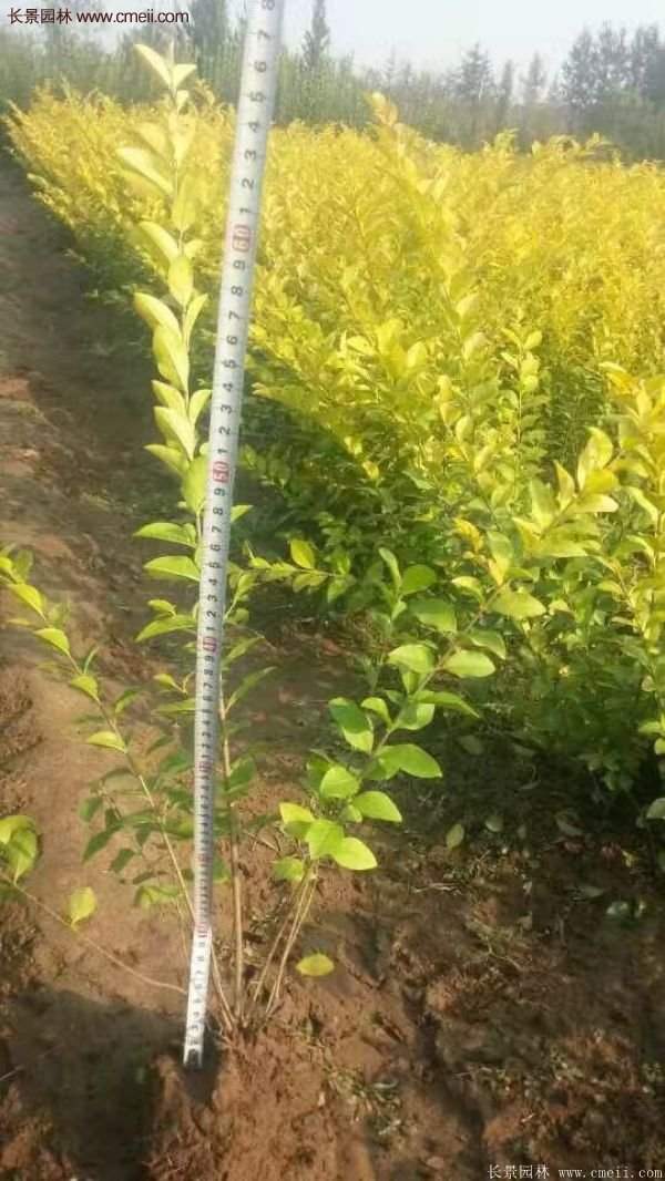 沭陽金葉女貞價(jià)格 沭陽金葉女貞價(jià)格