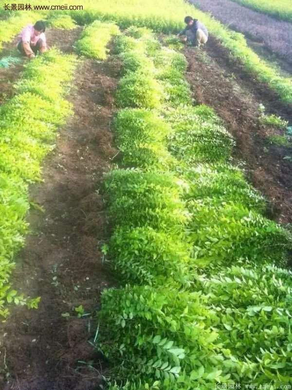 金葉女貞市場價格 金葉女貞市場價格