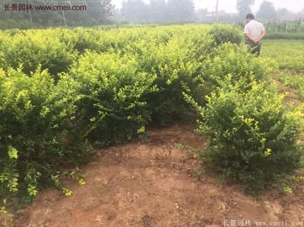 沭陽(yáng)基地的金葉女貞球 沭陽(yáng)基地的金葉女貞球