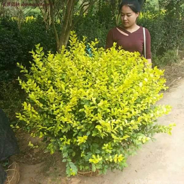 沭陽(yáng)基地的金葉女貞球 沭陽(yáng)基地的金葉女貞球